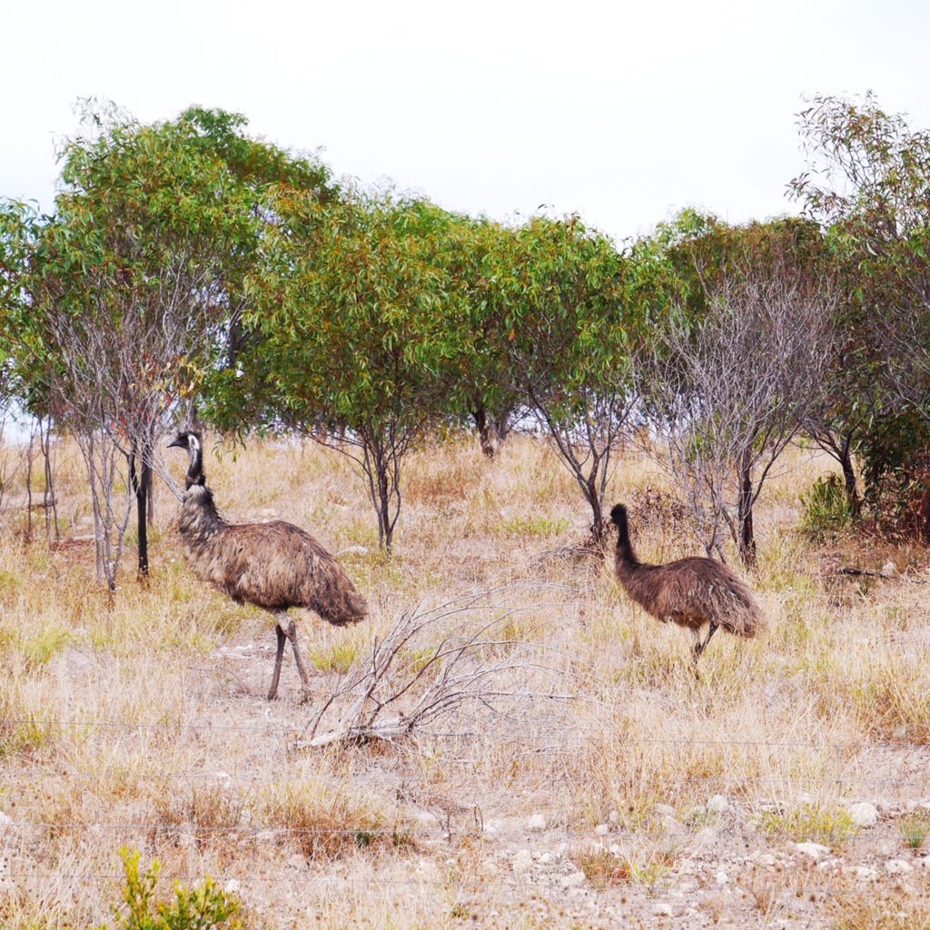 Emu | Coffin Bay | Port-Lincoln