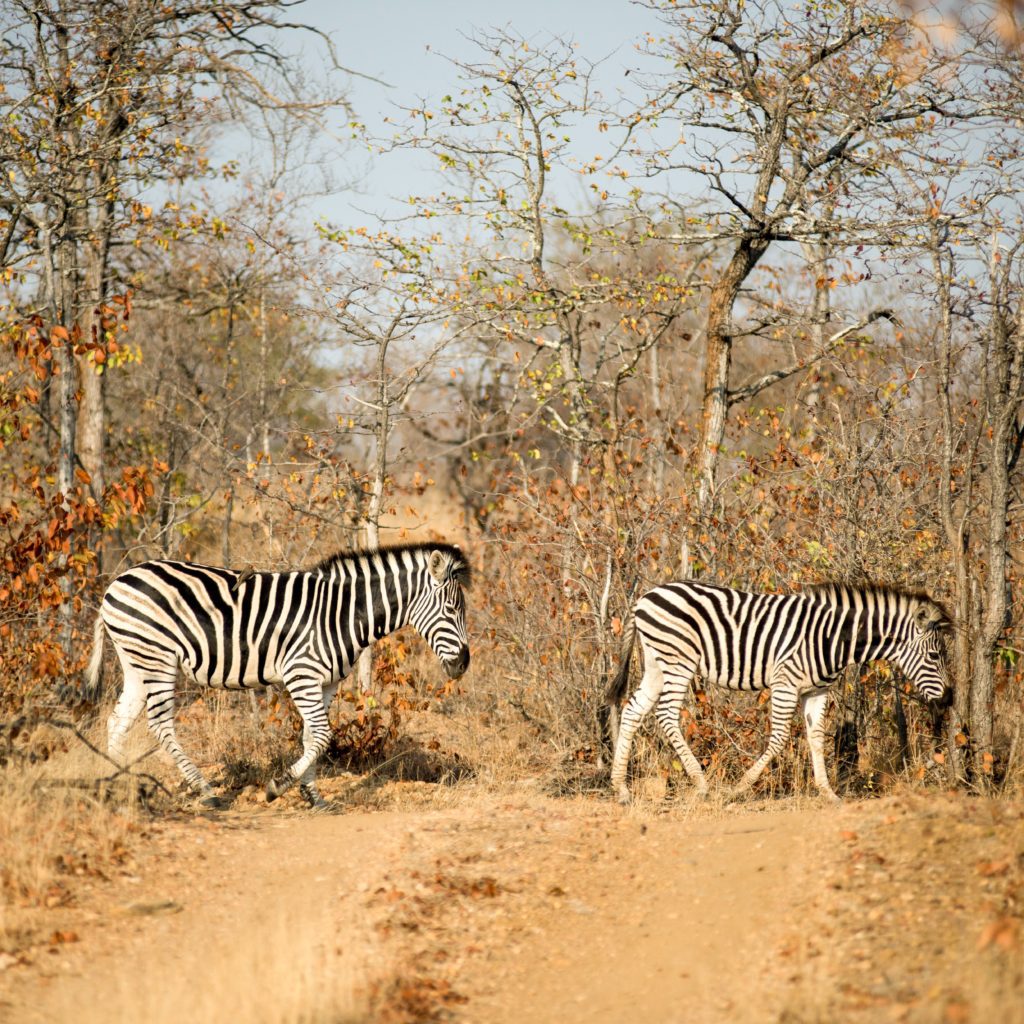 Safari | Afrique du Sud | Kruger National Park